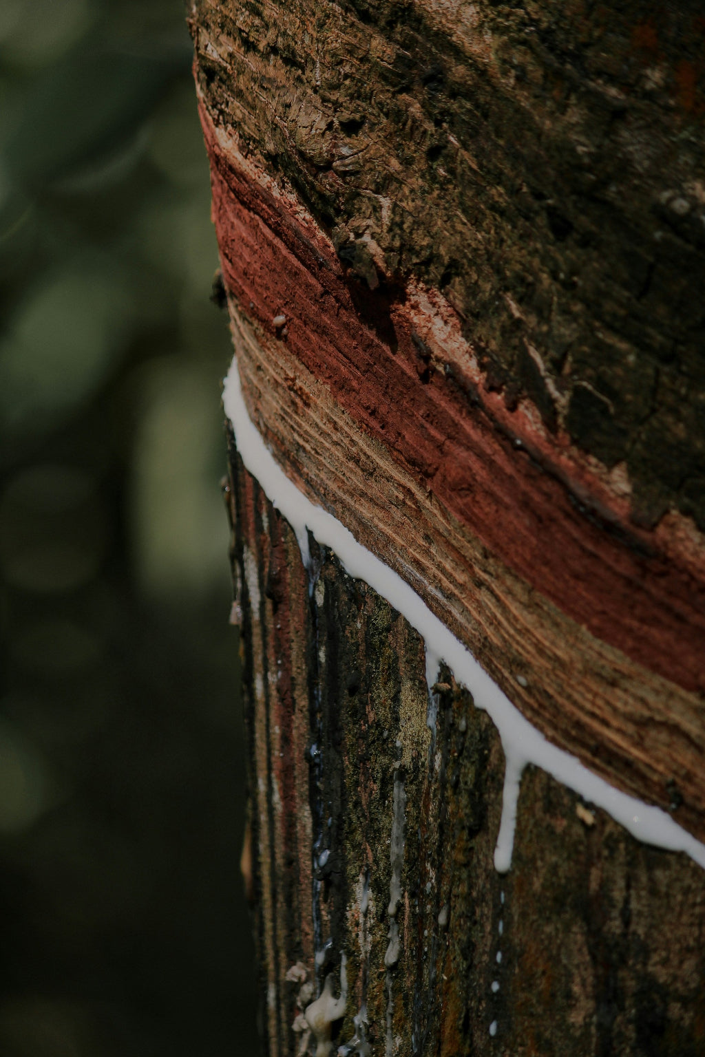 A close-up of a tree trunk with a cut showing a band of reddish-brown latex or sap dripping in a white stream against a dark, blurred natural background.